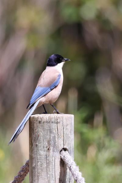 BR8A6235-Blauwe-Ekster-Cyanopica-cooki-Iberian-Magpie-Blauelster-Pie-bleue-iberique-Rabilargo-iberico_1