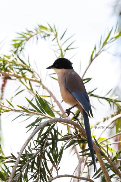 BR8A6389-Blauwe-Ekster-Cyanopica-cooki-Iberian-Magpie-Blauelster-Pie-bleue-iberique-Rabilargo-iberico_1