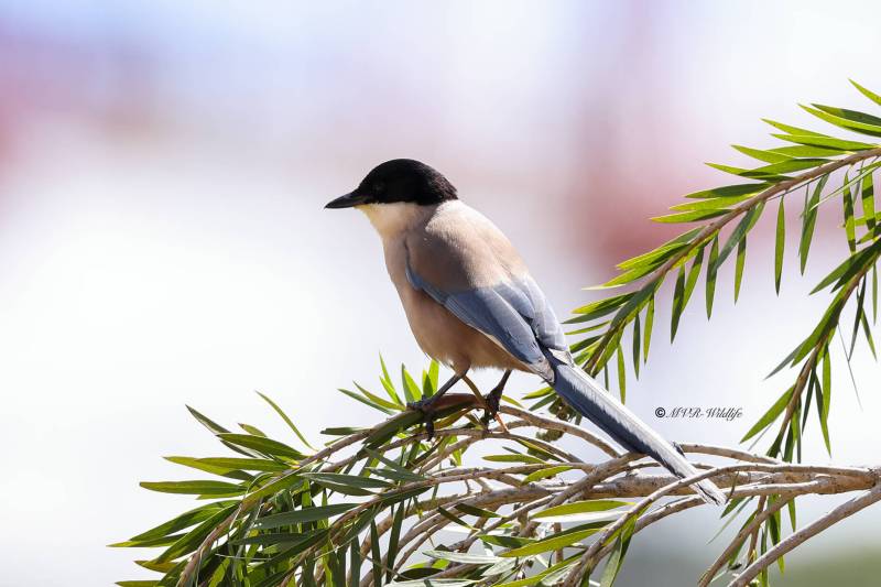 BR8A6392-Blauwe-Ekster-Cyanopica-cooki-Iberian-Magpie-Blauelster-Pie-bleue-iberique-Rabilargo-iberico_1