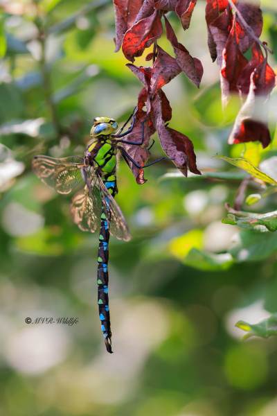 BR8A4256-Blauwe-Glazenmaker-Aeshna-cyanea-Southern-Hawker-Blaugrune-Mosaikjungfer-Aeschne-bleue_1