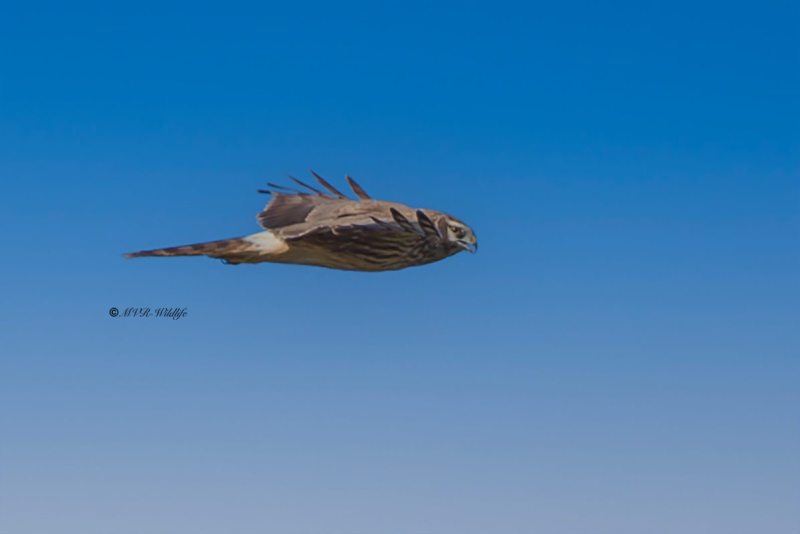 BR8A7530-Blauwe-Kiekendief-Circus-cyaneus-Hen-Harrier-Kornweihe-Busard-Saint-Martin-Aguilucho-palido_1