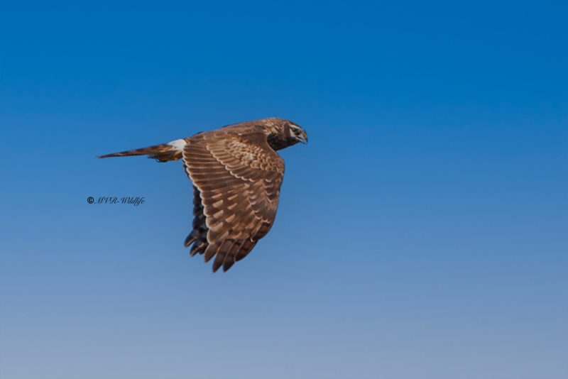 BR8A7531-Blauwe-Kiekendief-Circus-cyaneus-Hen-Harrier-Kornweihe-Busard-Saint-Martin-Aguilucho-palido_1