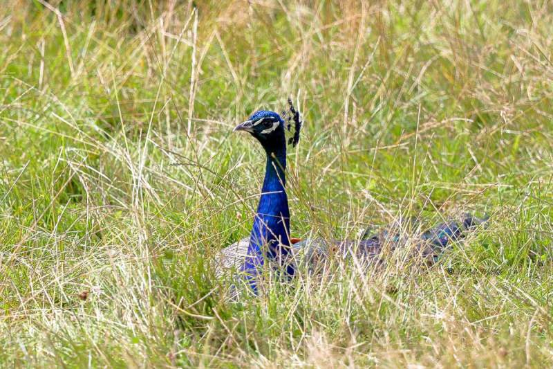 BR8A6252-Blauwe-Pauw-Indian-Peafowl-Pfau-Paon-bleu-Pavo-real-comun_1