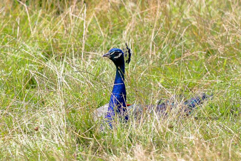 BR8A6252-Blauwe-Pauw-Indian-Peafowl-Pfau-Paon-bleu-Pavo-real-comun_1