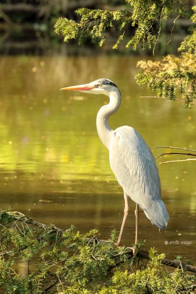 177A4107-Blauwe-Reiger-Grey-Heron-Graureiher-Heron-cendre-Garza-real_1