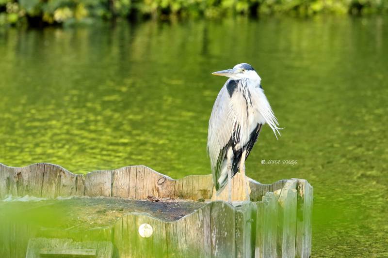 77A2565-Blauwe-Reiger-Grey-Heron-Graureiher-Heron-cendre-Garza-real_1