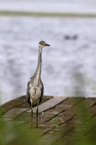 B65A0370-Blauwe-Reiger-Grey-Heron-Graureiher-Heron-cendre-Garza-real_1