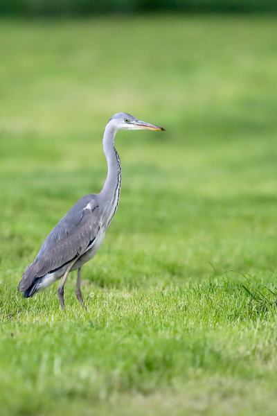 B65A1748-Blauwe-Reiger-Grey-Heron-Graureiher-Heron-cendre-Garza-real_1
