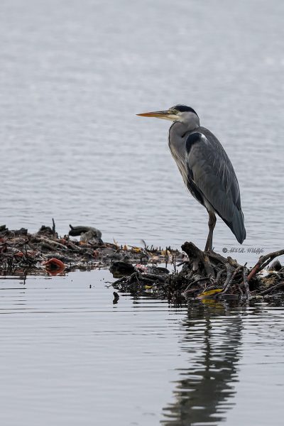 BR8A0480-Blauwe-Reiger-Grey-Heron-Graureiher-Heron-cendre-Garza-real_1