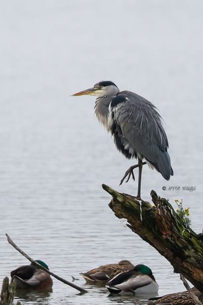 BR8A0498-Blauwe-Reiger-Grey-Heron-Graureiher-Heron-cendre-Garza-real_1