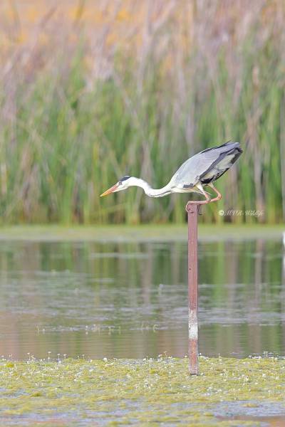 BR8A4174-Blauwe-Reiger-Grey-Heron-Graureiher-Heron-cendre-Garza-real_1
