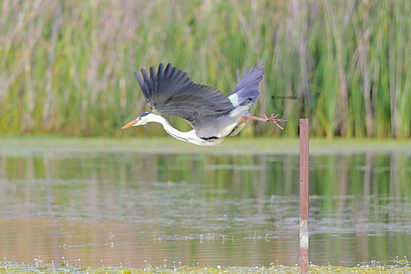 BR8A4177-Blauwe-Reiger-Grey-Heron-Graureiher-Heron-cendre-Garza-real_1