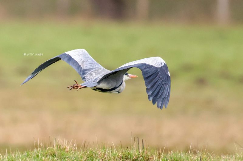 BR8A5478-Blauwe-Reiger-Grey-Heron-Graureiher-Heron-cendre-Garza-real_1