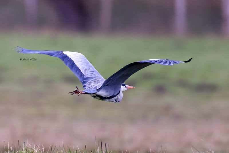 BR8A5479-Blauwe-Reiger-Grey-Heron-Graureiher-Heron-cendre-Garza-real_1