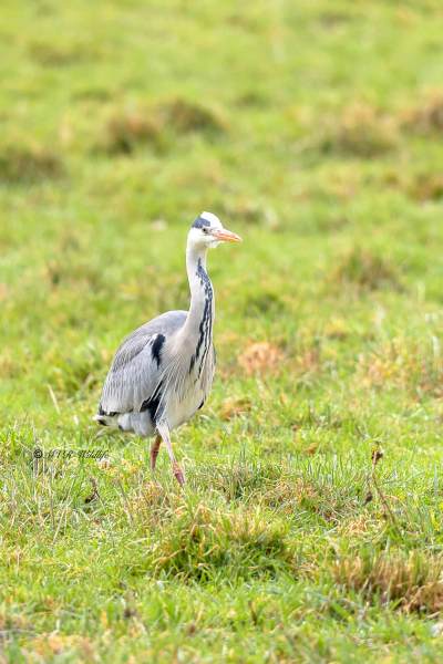 BR8A5510-Blauwe-Reiger-Grey-Heron-Graureiher-Heron-cendre-Garza-real_1