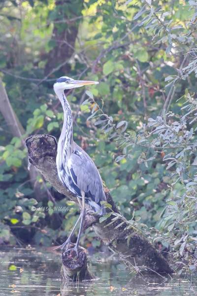 BR8A7065-Blauwe-Reiger-Grey-Heron-Graureiher-Heron-cendre-Garza-real_1