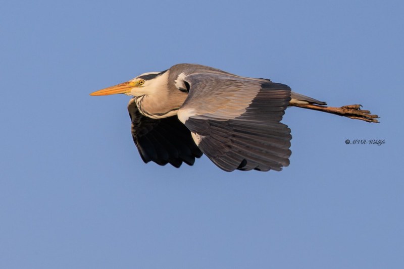BR8A7395-Blauwe-Reiger-Grey-Heron-Graureiher-Heron-cendre-Garza-real_1