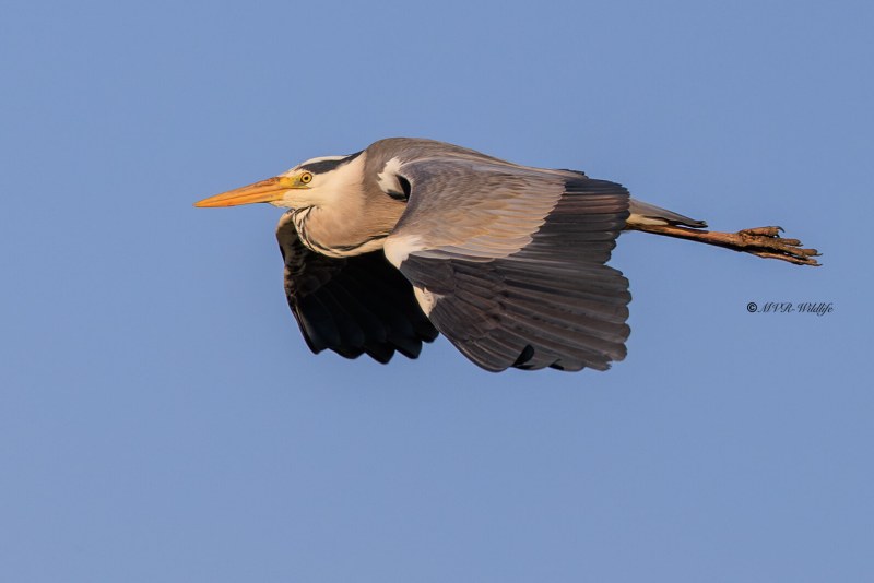 BR8A7395-Blauwe-Reiger-Grey-Heron-Graureiher-Heron-cendre-Garza-real_1