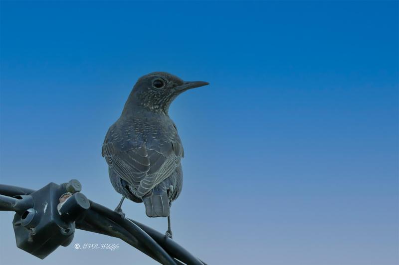 BR8A4466-Blauwe-Rotslijster-Blue-Rock-Thrush-Blaumerle-Merle-de-Roche_1