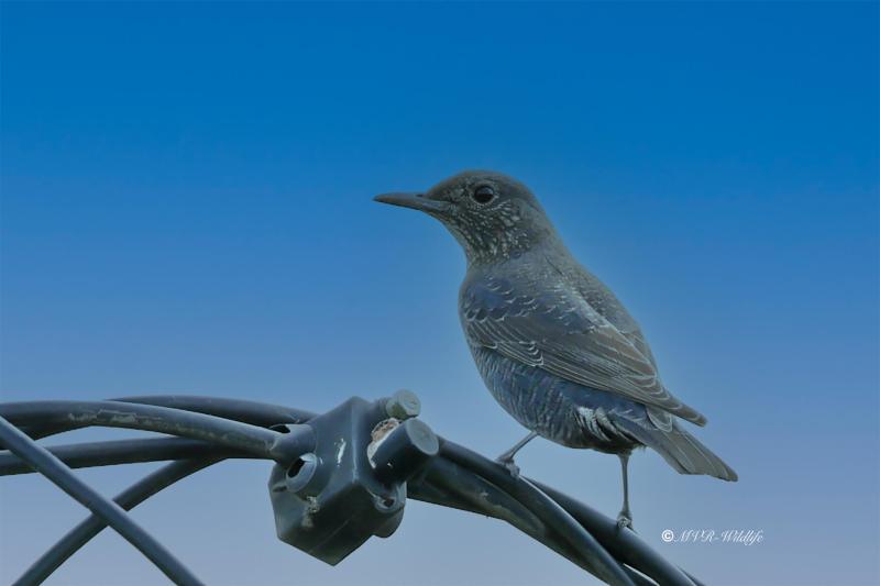 BR8A4471-Blauwe-Rotslijster-Blue-Rock-Thrush-Blaumerle-Merle-de-Roche_1