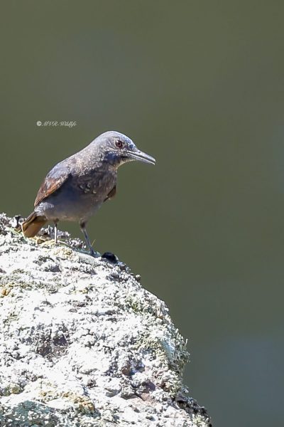 BR8A9244-Blauwe-Rotslijster-Blue-Rock-Thrush-Blaumerle-Merle-de-Roche_1