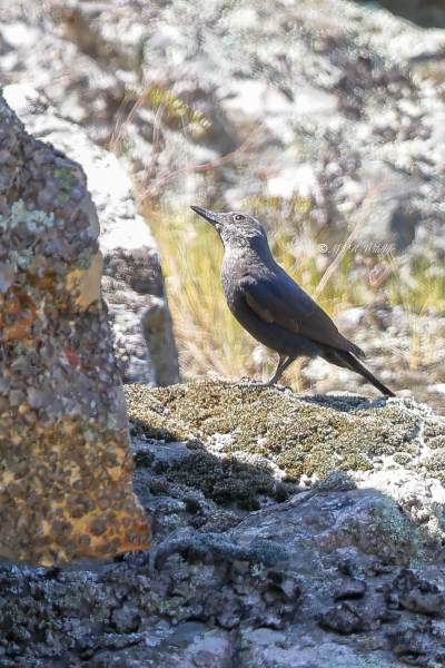 BR8A9396-Blauwe-Rotslijster-Blue-Rock-Thrush-Blaumerle-Merle-de-Roche_1