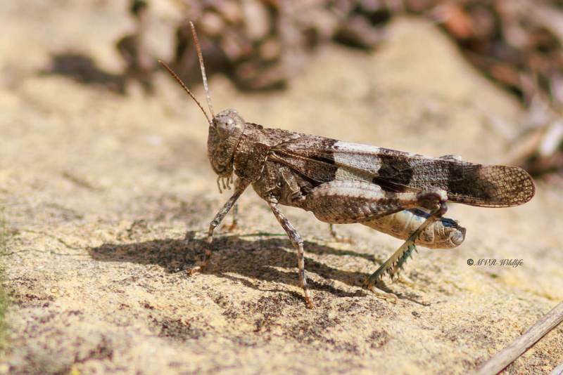 BR8A4871-Blauwvleugelsprinkhaan-Oedipoda-caerulescens-Blue-Band-winged-Grasshopper-Blauflugelige-Odlandschrecke-LOedipode-turquoise_1