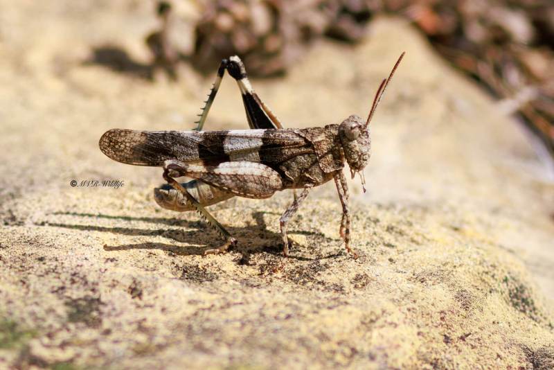 BR8A4874-Blauwvleugelsprinkhaan-Oedipoda-caerulescens-Blue-Band-winged-Grasshopper-Blauflugelige-Odlandschrecke-LOedipode-turquoise_1