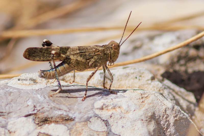 BR8A4914-Blauwvleugelsprinkhaan-Oedipoda-caerulescens-Blue-Band-winged-Grasshopper-Blauflugelige-Odlandschrecke-LOedipode-turquoise_1