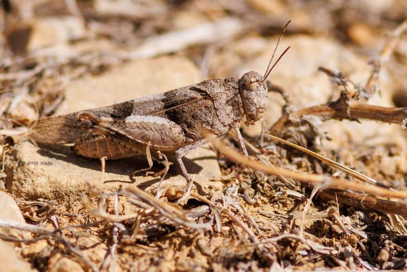 BR8A4950-Blauwvleugelsprinkhaan-Oedipoda-caerulescens-Blue-Band-winged-Grasshopper-Blauflugelige-Odlandschrecke-LOedipode-turquoise_1