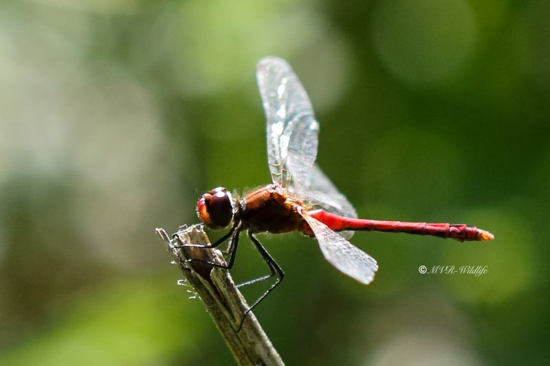 177A6570-Bloedrode-heidelibel-Sympetrum-sanguineum-Ruddy-Darter-Blutrote-Heidelibelle-Sympetrum-rouge-sang_1
