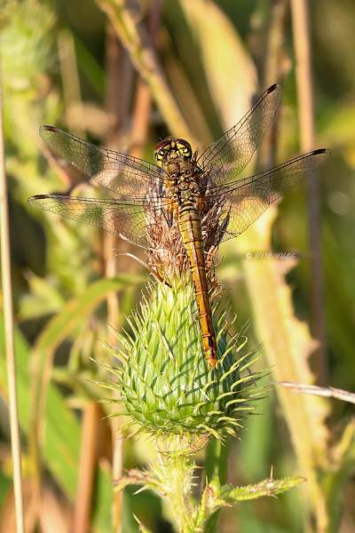 A34I1689-Bloedrode-heidelibel-Sympetrum-sanguineum-Ruddy-Darter-Blutrote-Heidelibelle-Sympetrum-rouge-sang_1