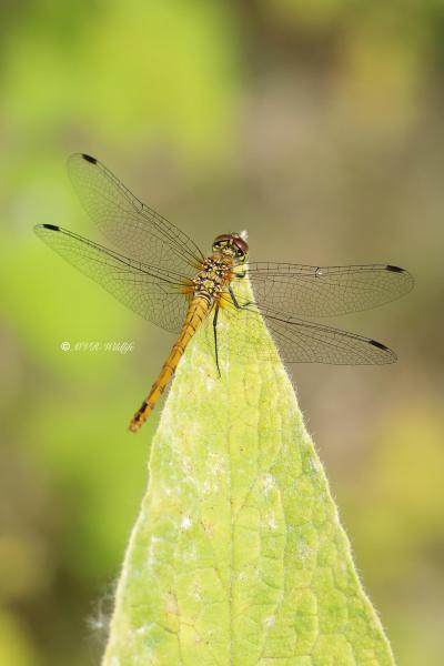 B65A0539-Bloedrode-heidelibel-Sympetrum-sanguineum-Ruddy-Darter-Blutrote-Heidelibelle-Sympetrum-rouge-sang_1
