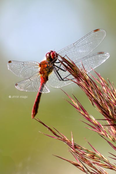 B65A1149-Bloedrode-heidelibel-Sympetrum-sanguineum-Ruddy-Darter-Blutrote-Heidelibelle-Sympetrum-rouge-sang_1