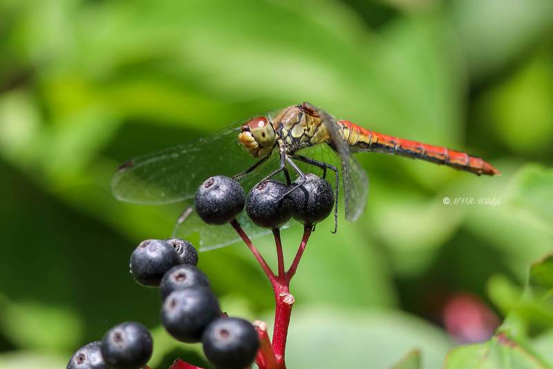 B65A3241-Bloedrode-heidelibel-Sympetrum-sanguineum-Ruddy-Darter-Blutrote-Heidelibelle-Sympetrum-rouge-sang_1