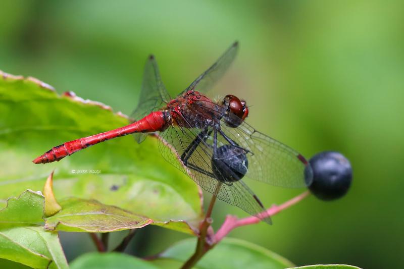 B65A3246-Bloedrode-heidelibel-Sympetrum-sanguineum-Ruddy-Darter-Blutrote-Heidelibelle-Sympetrum-rouge-sang_1