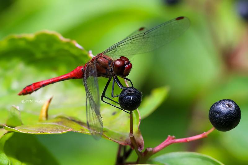 B65A3250-Bloedrode-heidelibel-Sympetrum-sanguineum-Ruddy-Darter-Blutrote-Heidelibelle-Sympetrum-rouge-sang_1