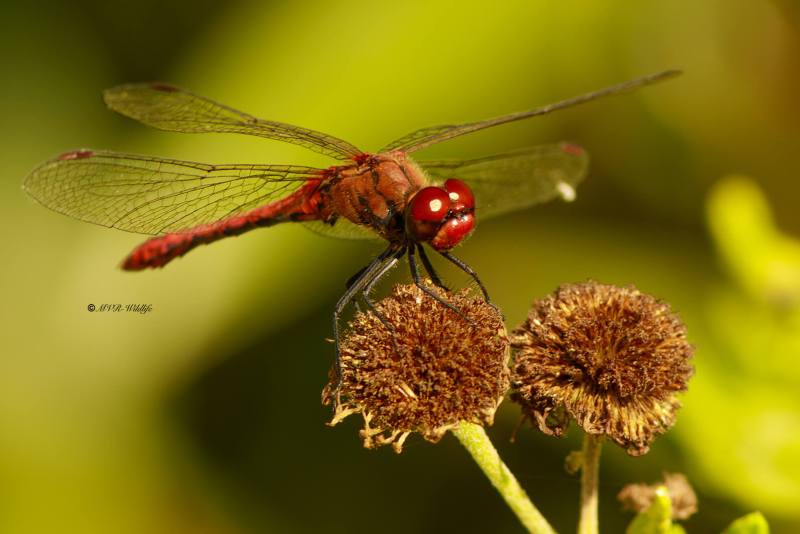B65A3763-Bloedrode-heidelibel-Sympetrum-sanguineum-Ruddy-Darter-Blutrote-Heidelibelle-Sympetrum-rouge-sang_1