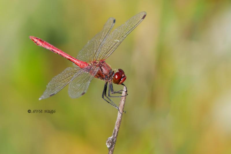 B65A3769-Bloedrode-heidelibel-Sympetrum-sanguineum-Ruddy-Darter-Blutrote-Heidelibelle-Sympetrum-rouge-sang_1