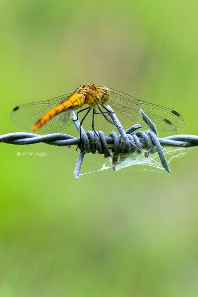 B65A4118-Bloedrode-heidelibel-Sympetrum-sanguineum-Ruddy-Darter-Blutrote-Heidelibelle-Sympetrum-rouge-sang_1