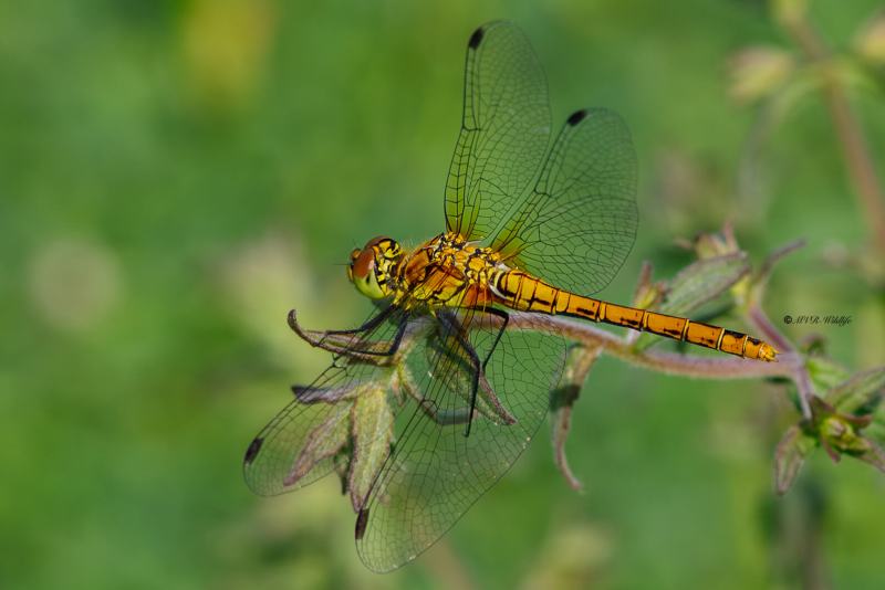 B65A4709-Bloedrode-heidelibel-Sympetrum-sanguineum-Ruddy-Darter-Blutrote-Heidelibelle-Sympetrum-rouge-sang_1