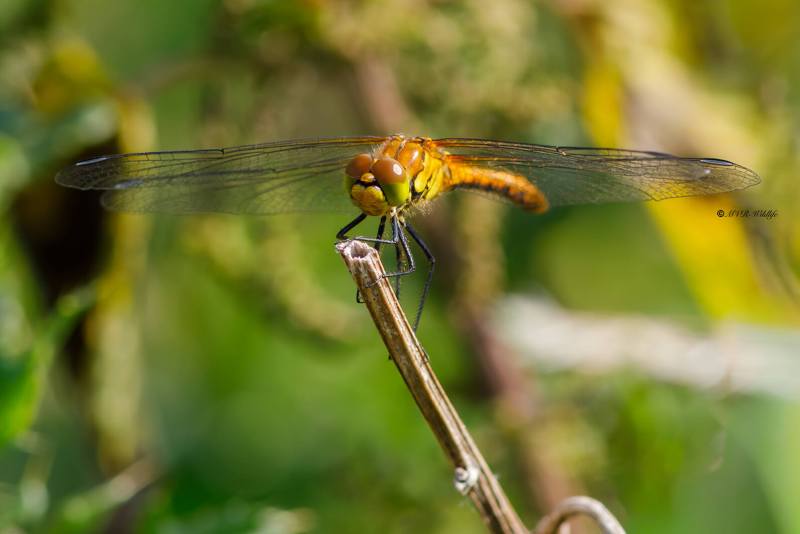 B65A4788-Bloedrode-heidelibel-Sympetrum-sanguineum-Ruddy-Darter-Blutrote-Heidelibelle-Sympetrum-rouge-sang_1