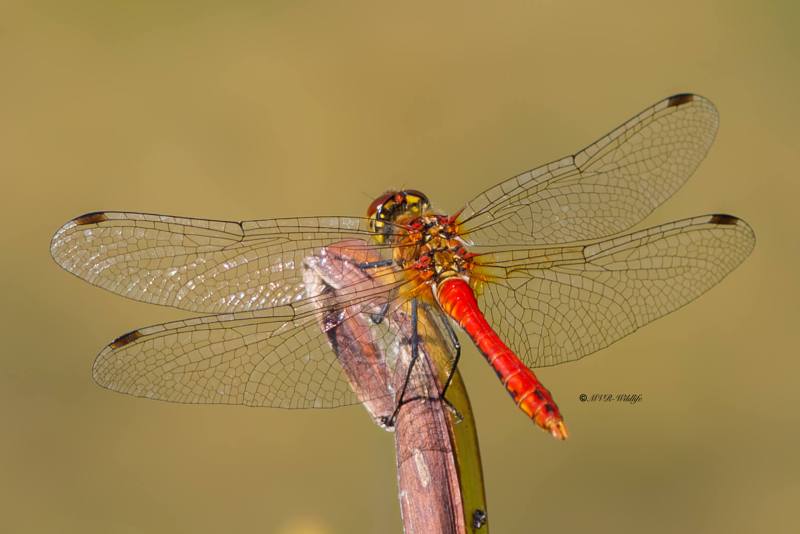 B65A5013-Bloedrode-heidelibel-Sympetrum-sanguineum-Ruddy-Darter-Blutrote-Heidelibelle-Sympetrum-rouge-sang_1