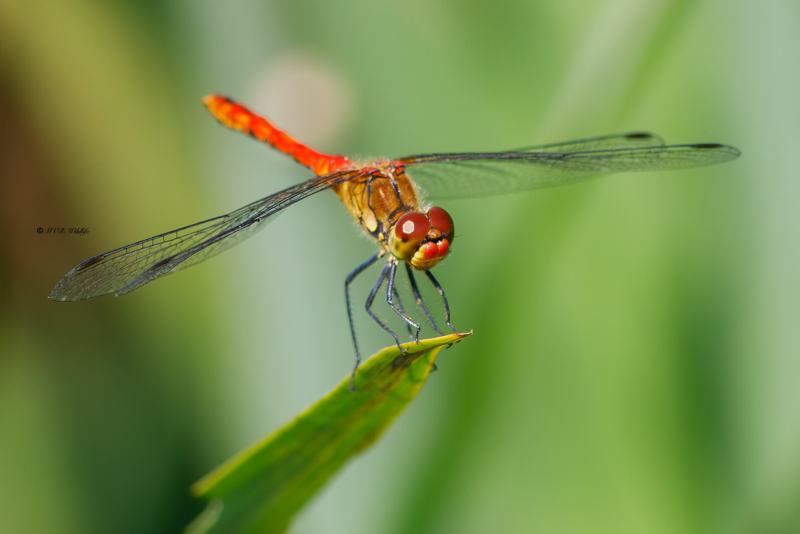 B65A5024-Bloedrode-heidelibel-Sympetrum-sanguineum-Ruddy-Darter-Blutrote-Heidelibelle-Sympetrum-rouge-sang_1