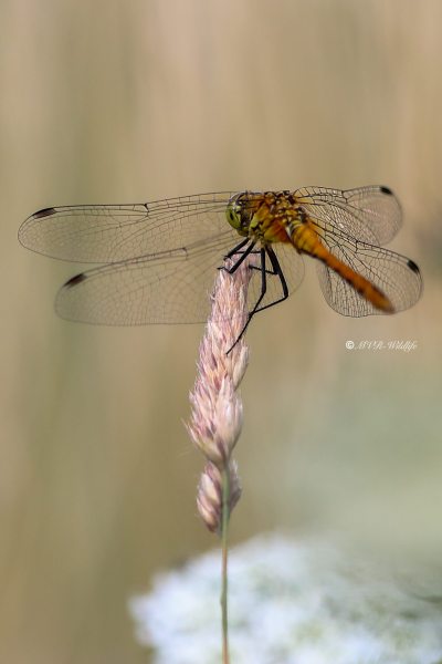 B65A5687-Bloedrode-heidelibel-Sympetrum-sanguineum-Ruddy-Darter-Blutrote-Heidelibelle-Sympetrum-rouge-sang_1