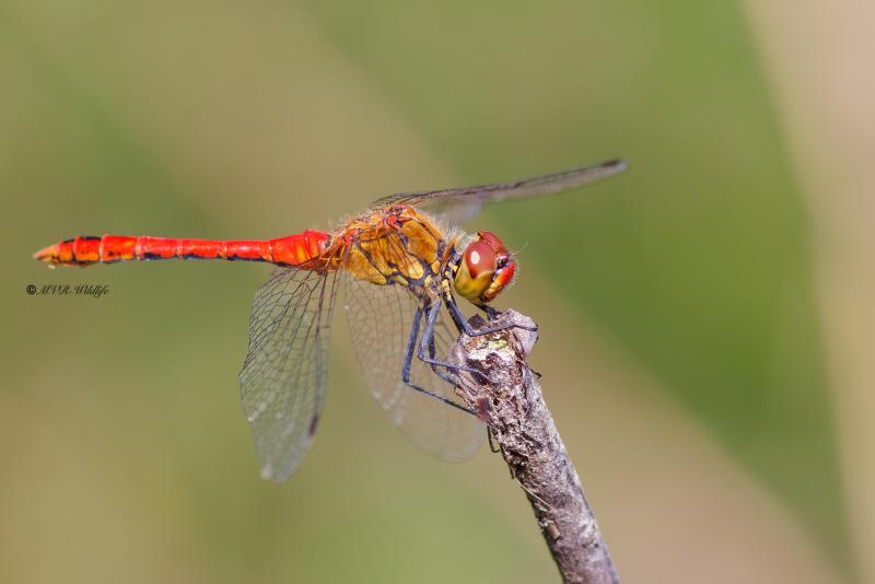 BR8A3582-Bloedrode-heidelibel-Sympetrum-sanguineum-Ruddy-Darter-Blutrote-Heidelibelle-Sympetrum-rouge-sang_1