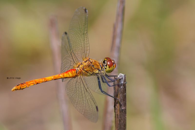 BR8A3593-Bloedrode-heidelibel-Sympetrum-sanguineum-Ruddy-Darter-Blutrote-Heidelibelle-Sympetrum-rouge-sang_1