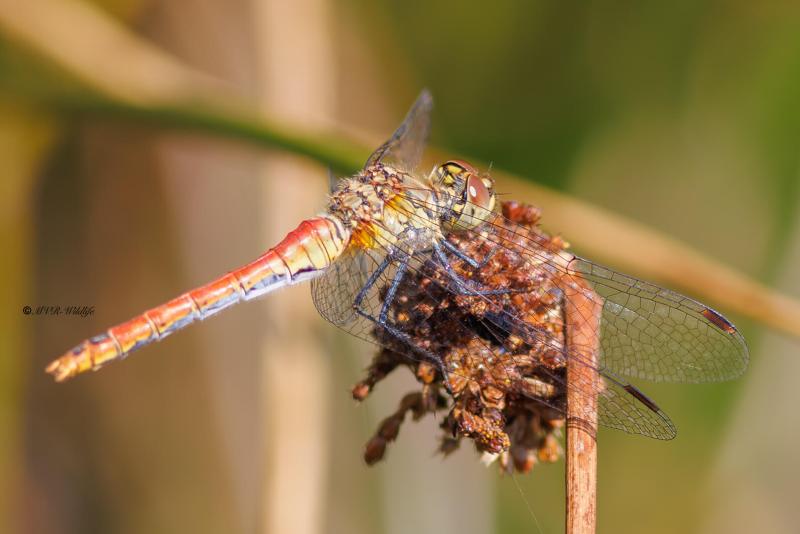 BR8A4061-Bloedrode-heidelibel-Sympetrum-sanguineum-Ruddy-Darter-Blutrote-Heidelibelle-Sympetrum-rouge-sang_1