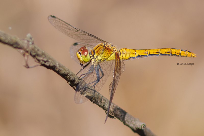 BR8A4118-Bloedrode-heidelibel-Sympetrum-sanguineum-Ruddy-Darter-Blutrote-Heidelibelle-Sympetrum-rouge-sang_1