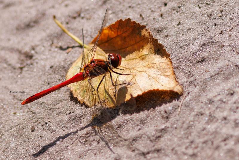 BR8A4785-Bloedrode-heidelibel-Sympetrum-sanguineum-Ruddy-Darter-Blutrote-Heidelibelle-Sympetrum-rouge-sang_1